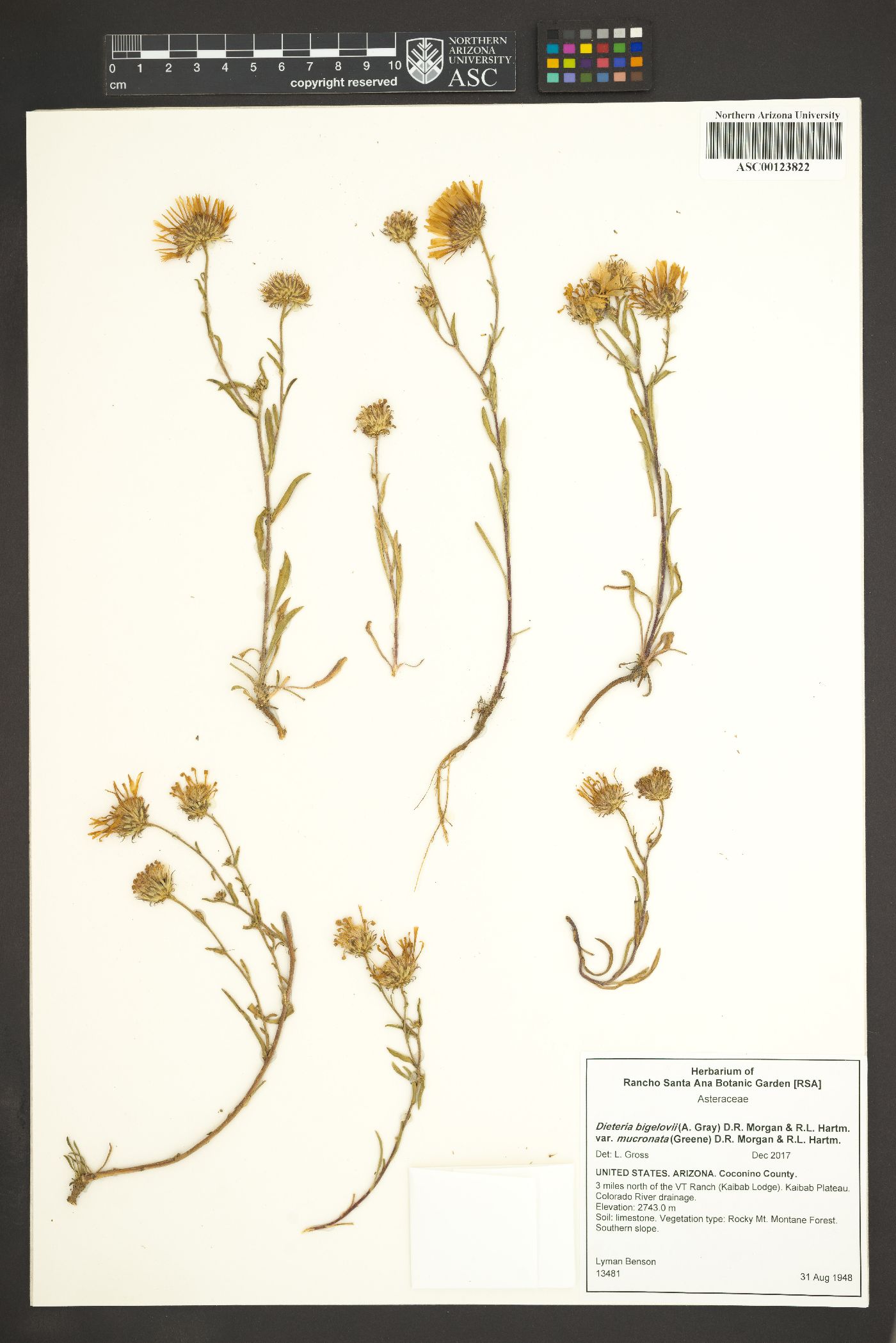 Dieteria bigelovii var. mucronata image