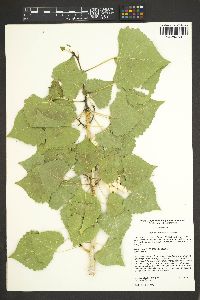 Populus fremontii image