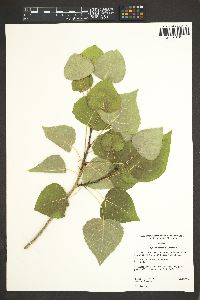 Populus fremontii image