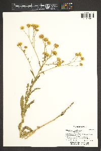 Heterotheca grandiflora image