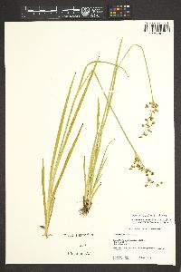 Juncus ensifolius var. montanus image