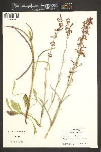 Penstemon subulatus image