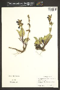 Penstemon pachyphyllus var. congestus image