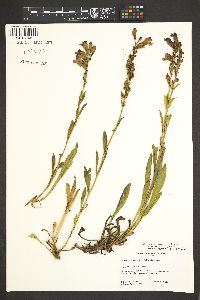 Penstemon strictus image