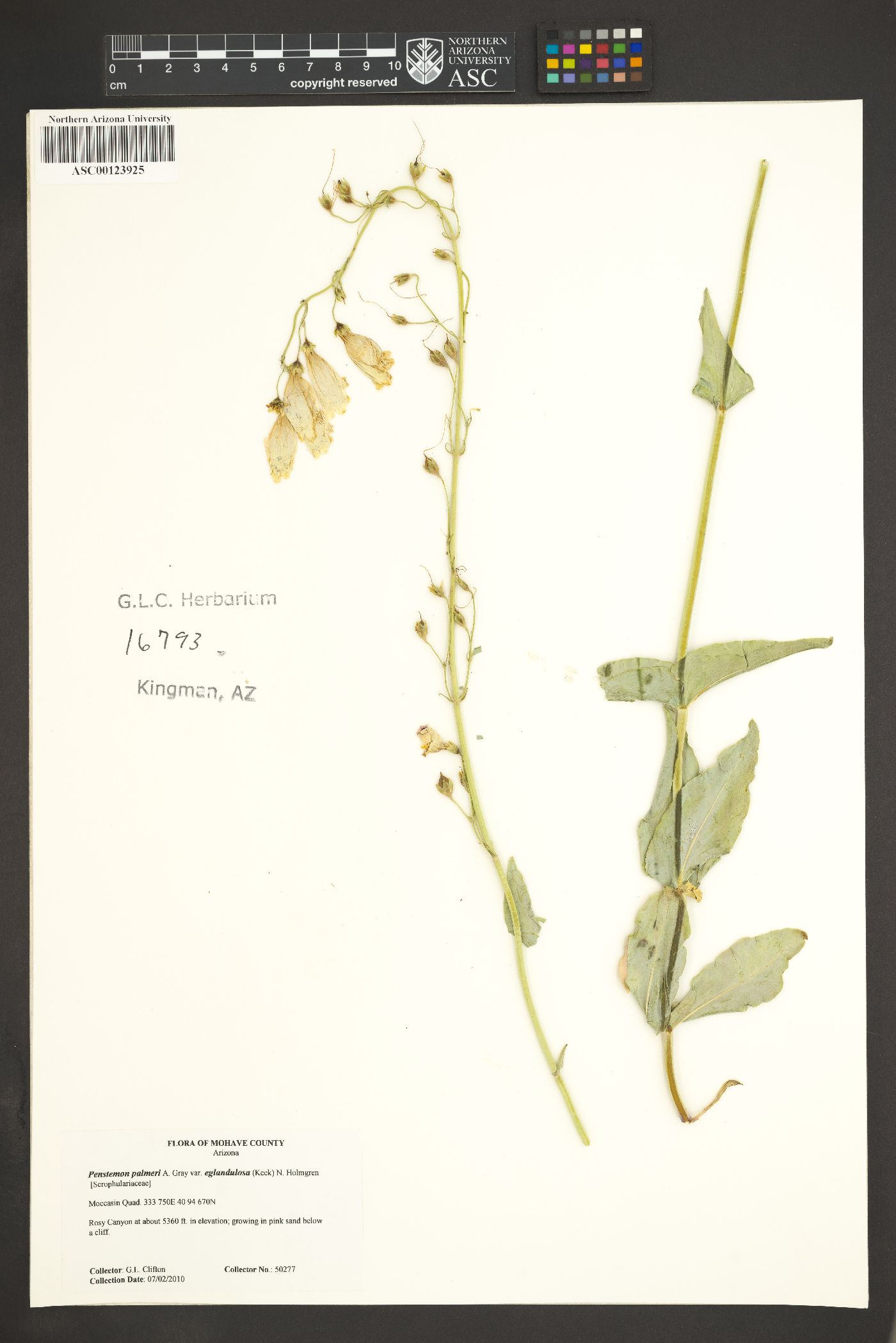Penstemon palmeri var. eglandulosus image