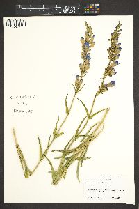 Penstemon strictus image