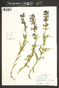 Penstemon rydbergii image