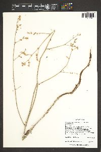 Eriogonum leptocladon image