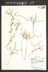 Eriogonum corymbosum var. glutinosum image
