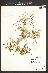 Eriogonum corymbosum var. glutinosum image