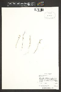 Elatine chilensis image