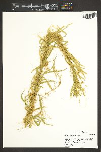 Cuscuta campestris image