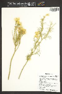 Ericameria nauseosa var. arenaria image