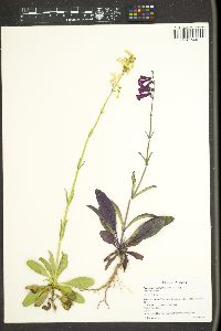 Penstemon parryi image