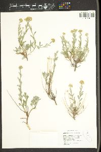 Sphaeromeria cana image