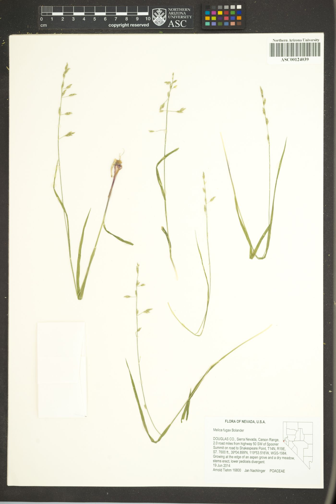 Melica fugax image