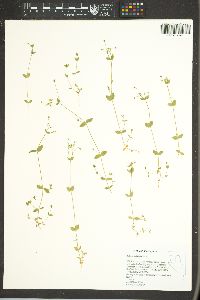 Stellaria umbellata image