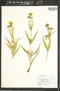 Arnica longifolia image