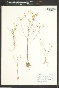 Gilia stellata image