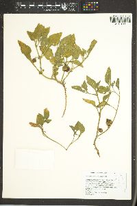 Leucophysalis nana image