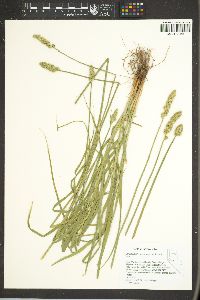 Carex fracta image