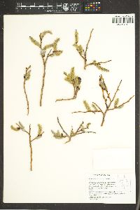 Salix lutea image