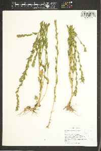 Epilobium densiflorum image