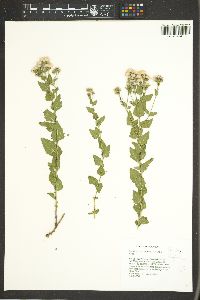 Ageratina occidentalis image