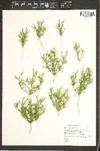 Oligomeris linifolia image