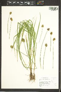 Carex abrupta image