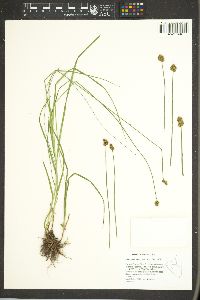 Carex preslii image