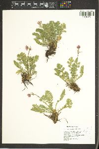 Geum triflorum var. ciliatum image