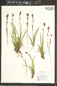 Carex luzulina image