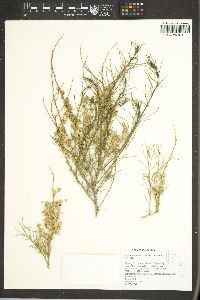 Ambrosia salsola image