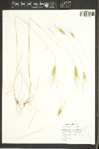 Taeniatherum caput-medusae image