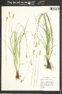 Carex subfusca image