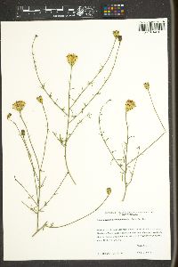 Adenophyllum porophylloides image