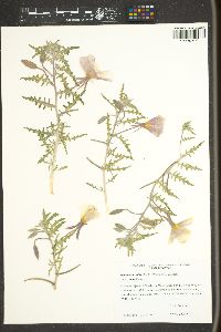 Oenothera californica image