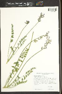 Astragalus tephrodes var. chloridae image