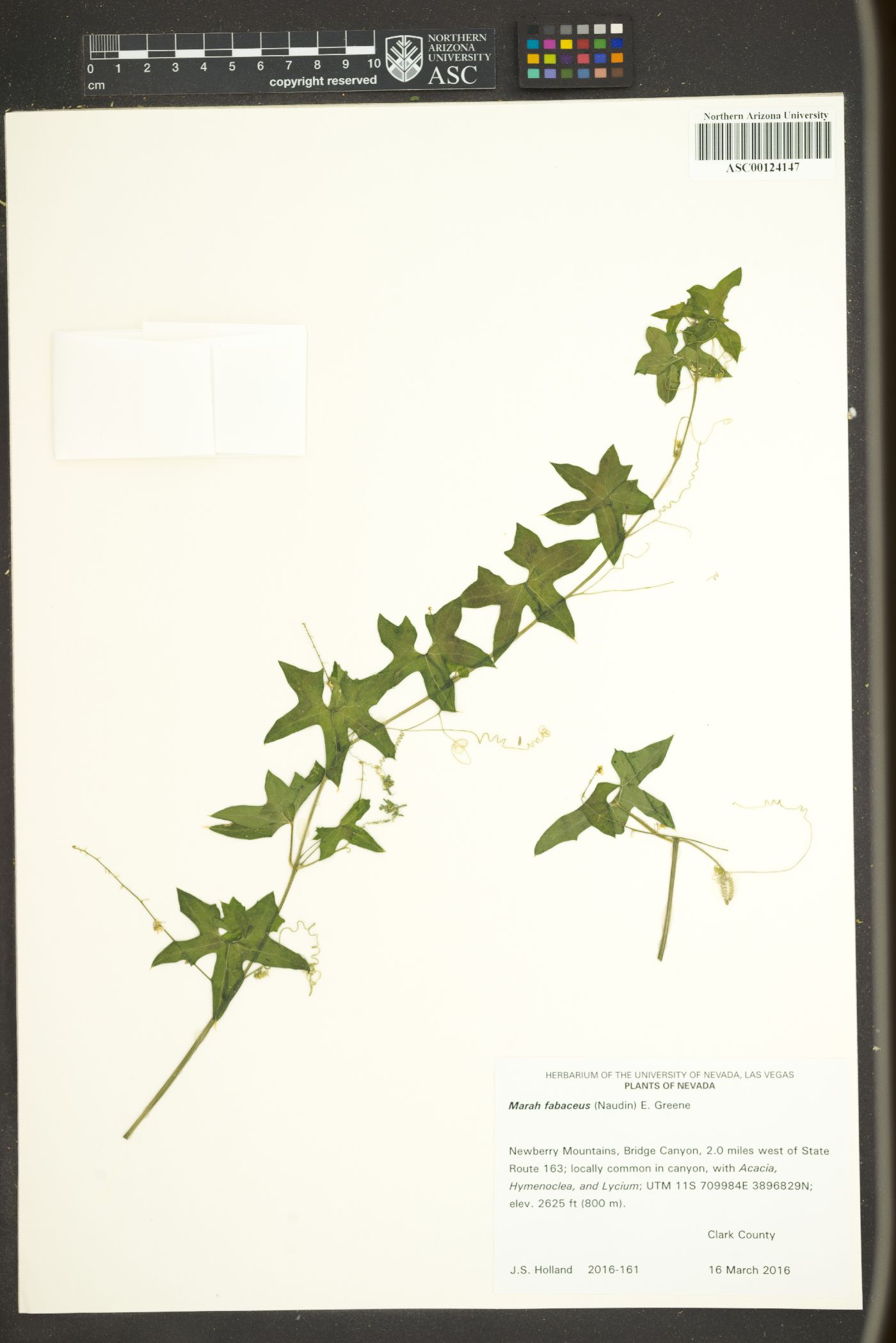 Marah fabaceus image