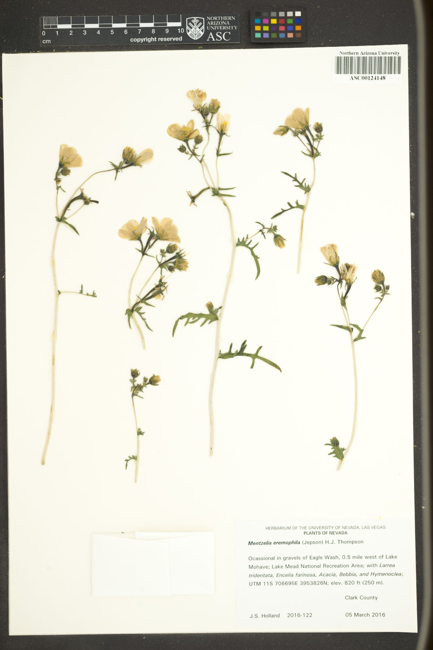 Mentzelia eremophila image