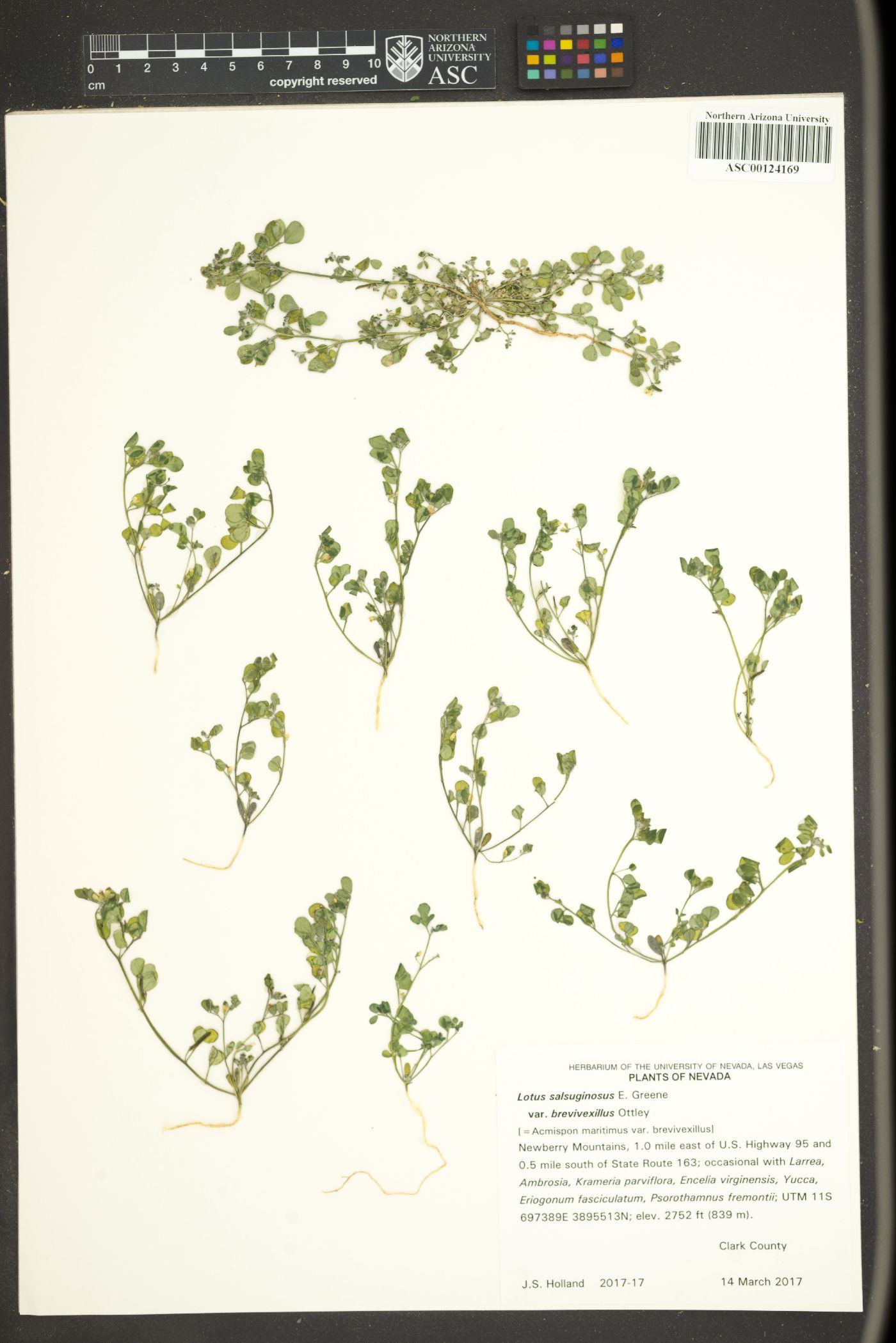 Acmispon maritimus var. brevivexillus image