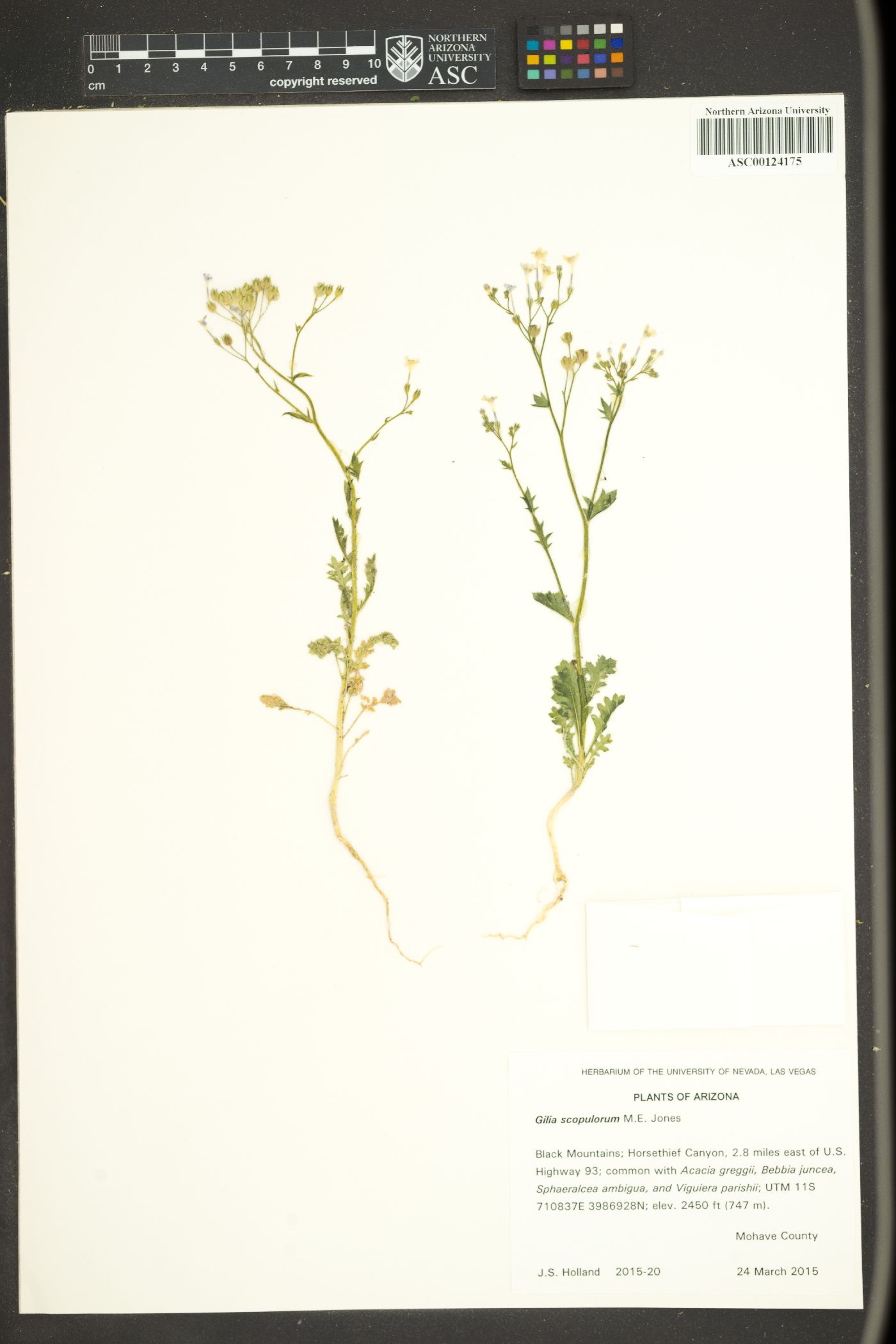 Gilia scopulorum image