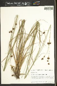 Rhynchospora fascicularis image