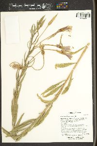 Oenothera longissima image