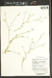 Allophyllum gilioides image