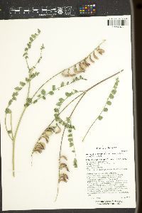 Astragalus lentiginosus var. palans image