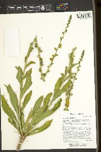 Verbascum blattaria image