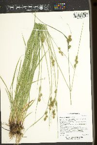 Carex serratodens image