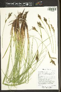 Carex endlichii image